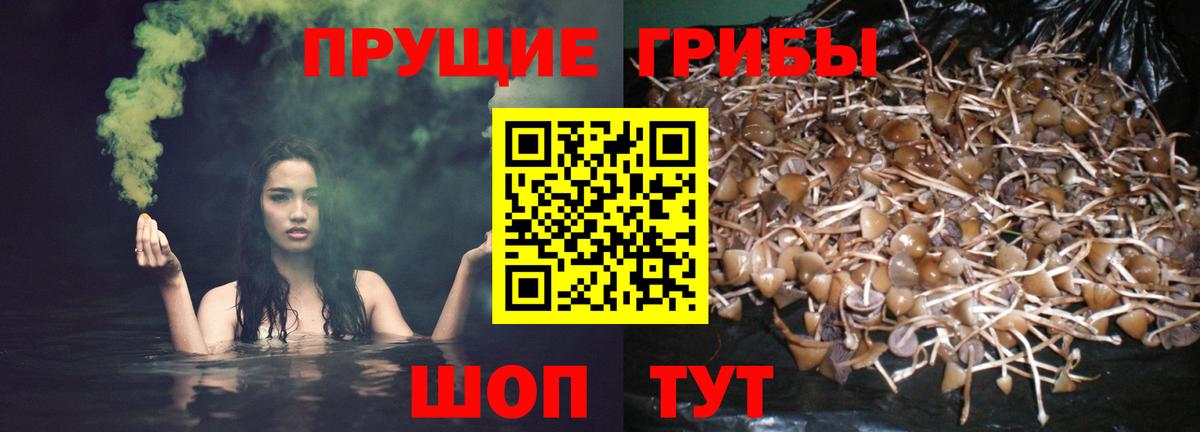 Псилоцибиновые грибы прущие грибы  Псилоцибиновые грибы Psilocybe  Вход с VPN  Новосибирск 